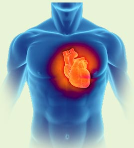 cardiovascular-2