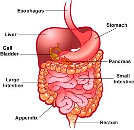 varenje proteina